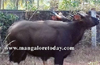 Pair of wild bulls create panic in Kinnigoli area
